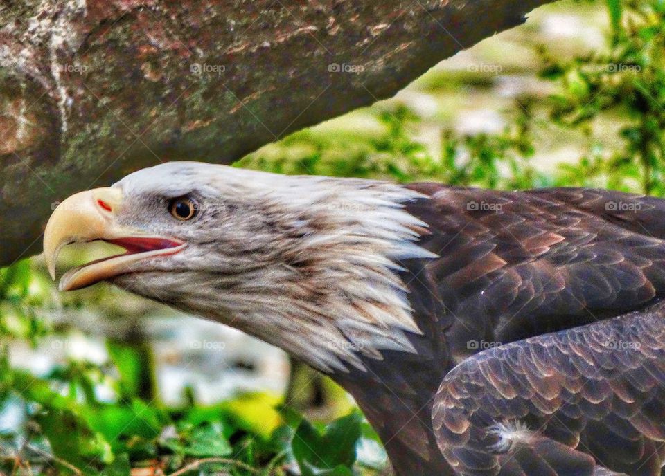 Fierce American Bald Eagle. Profile Of Bald Eagle
