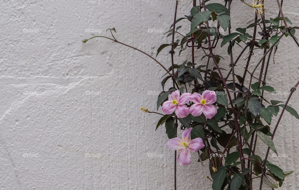 bunch pink flowers on white wall with space