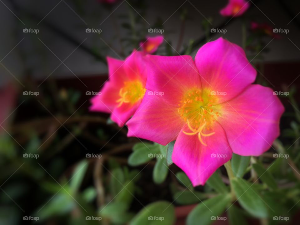 The beautiful Japanese Rose taken using iPhone SE. These plants are very easy to grow. 