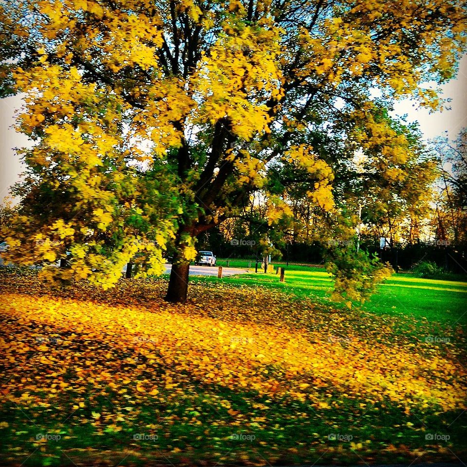 Yellow Tree 