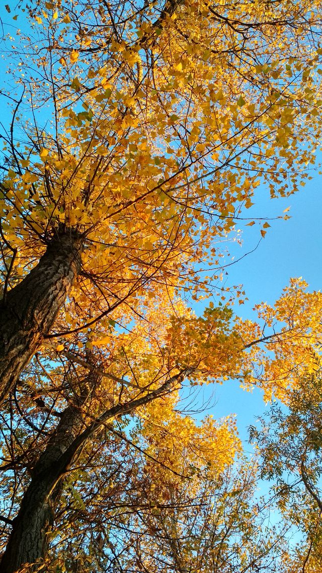 Yellow sķy