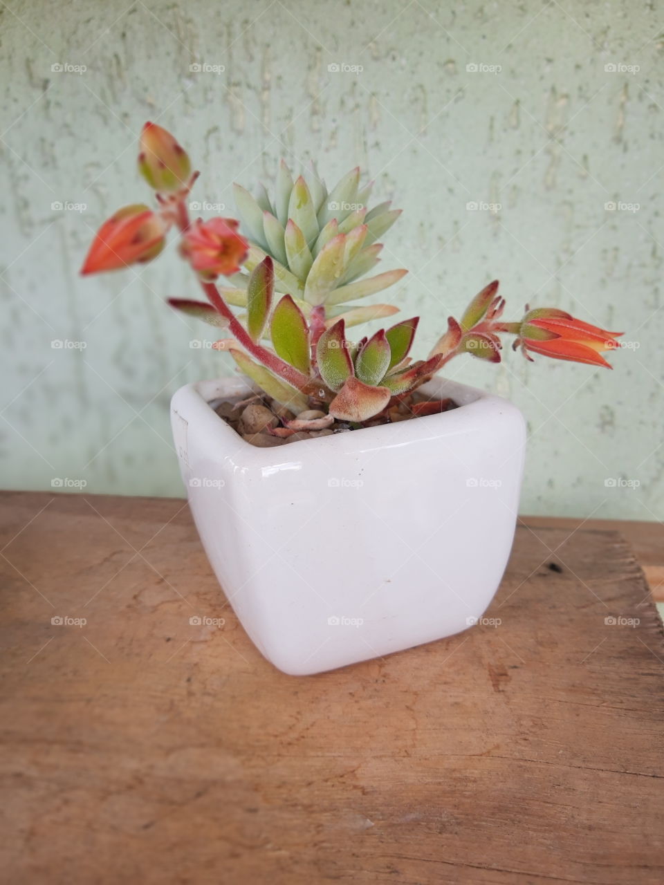 flowers in a small pot