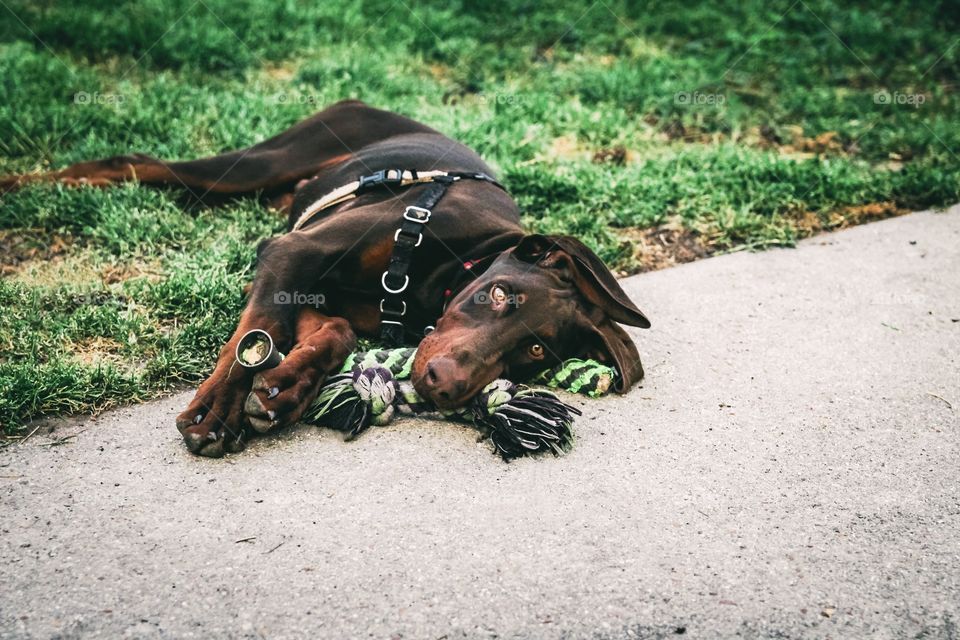 Doberman after a hard day of working the dog shift
