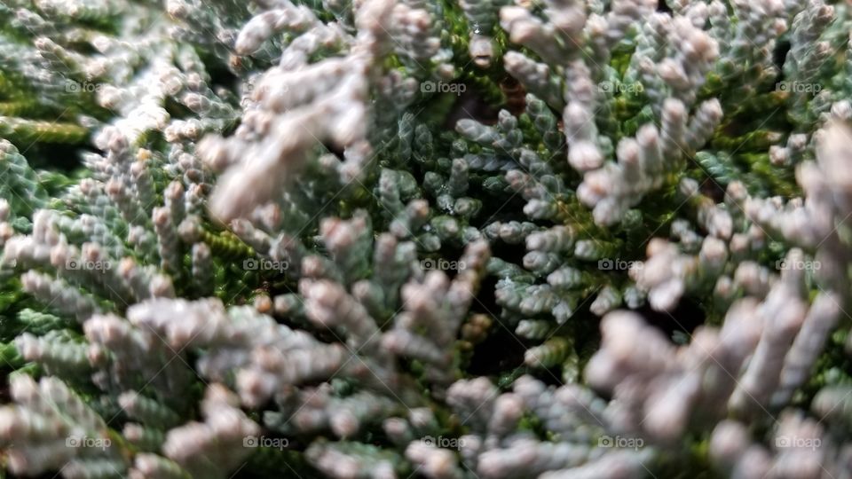 a closer look at a green bush