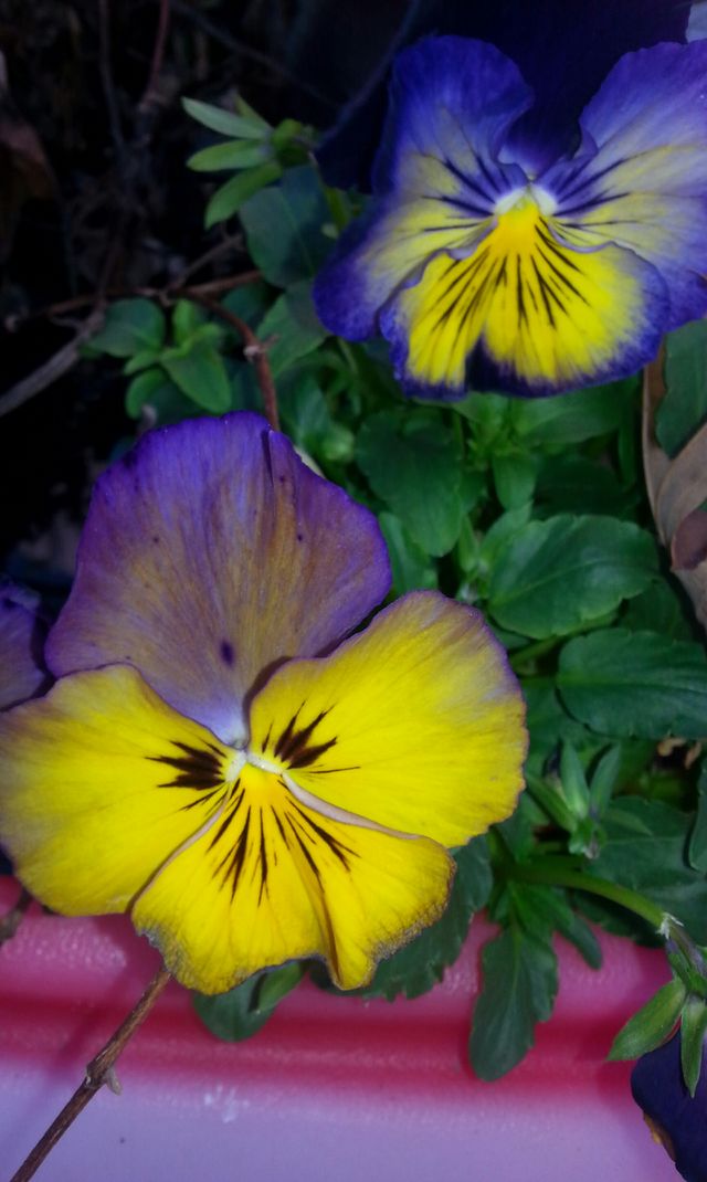 pansy pansy