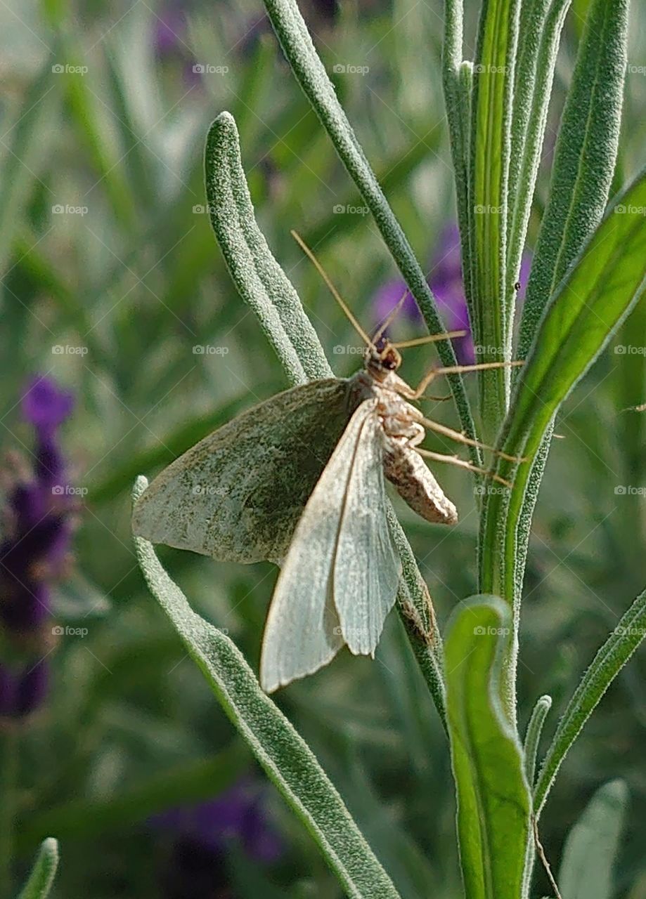 Green butterfly