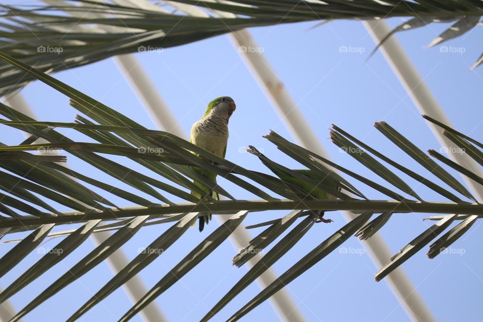 Green parrot at the palm tree