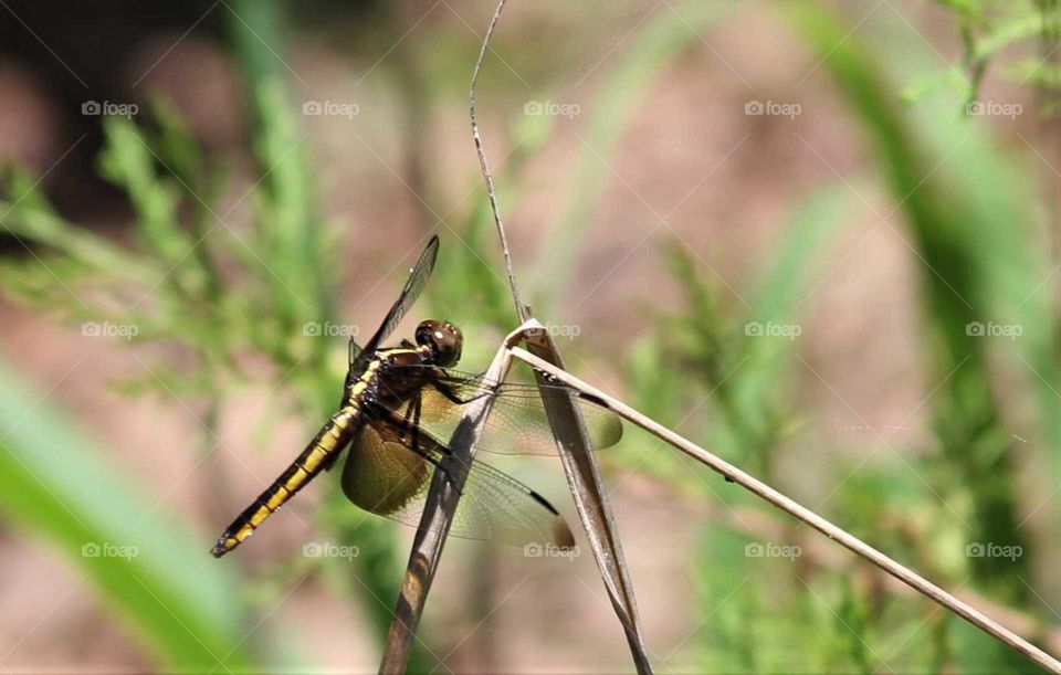 dragonfly on grass