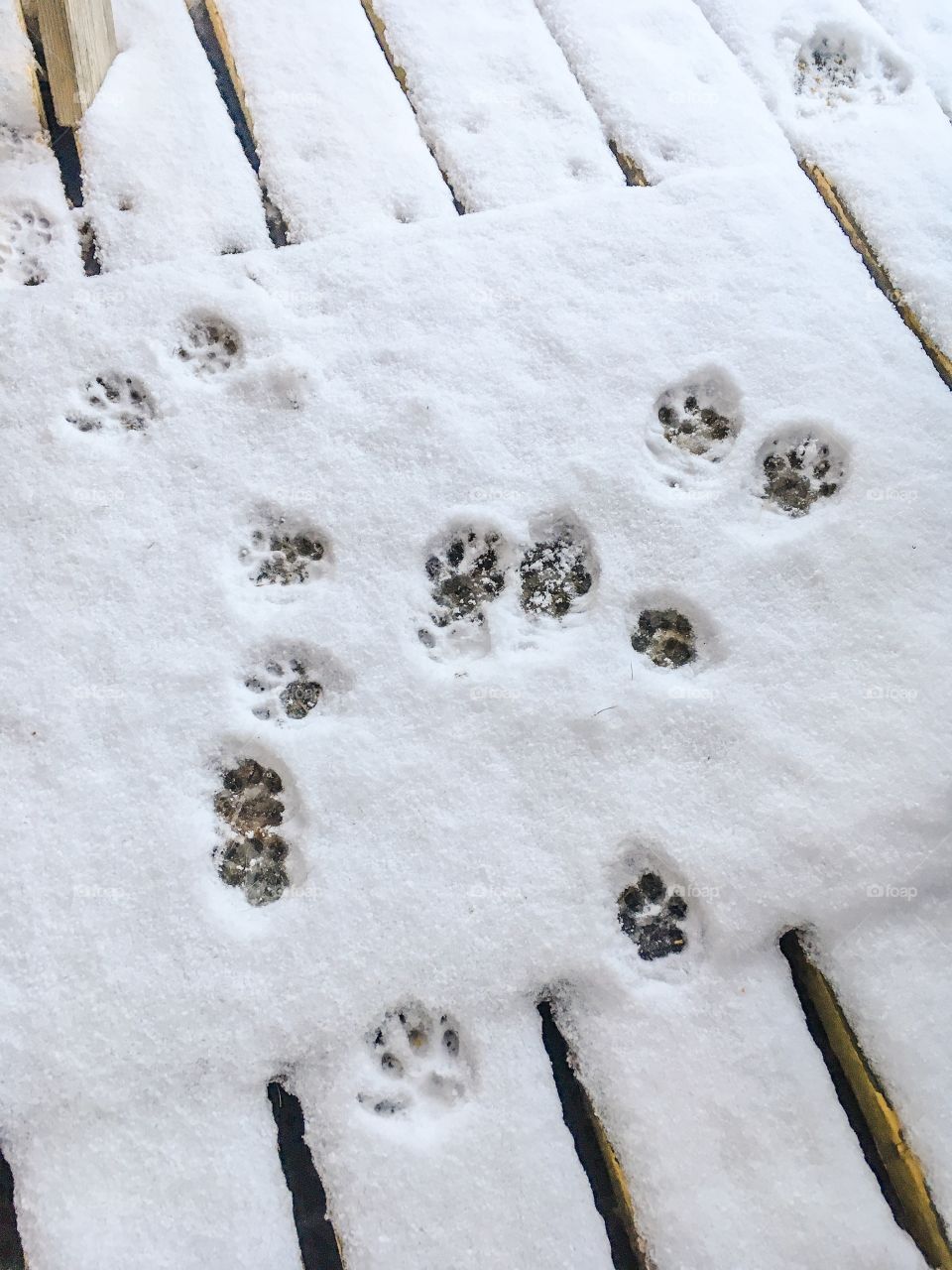 pawprints in snow
