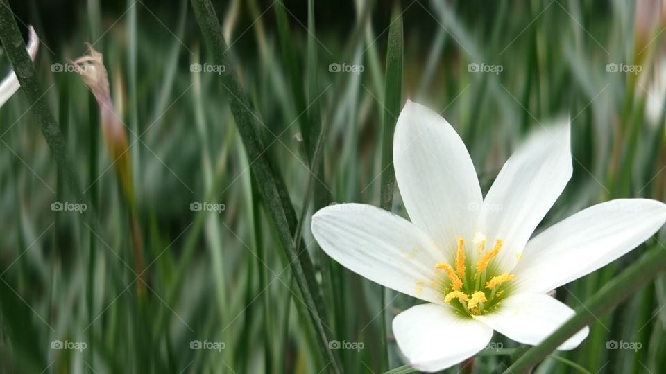 White Beauty