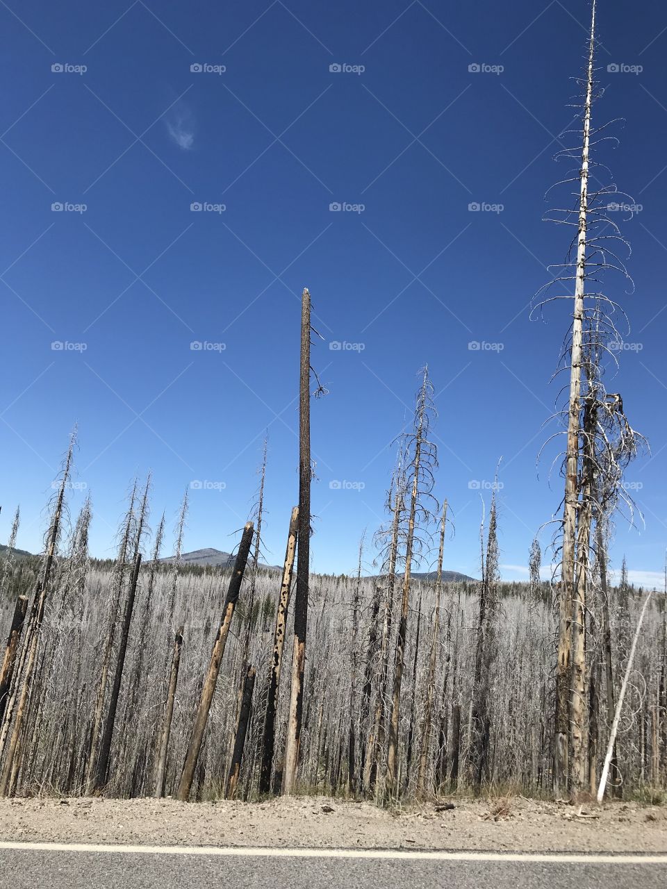 Mount Lassen Park devastation area 