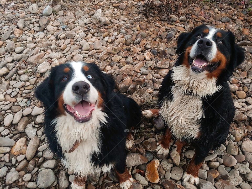 Happy dogs