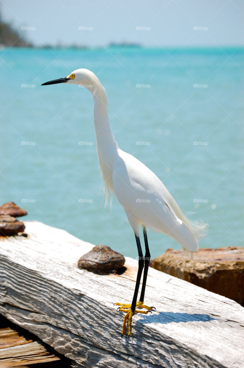 Egret on Florida beach