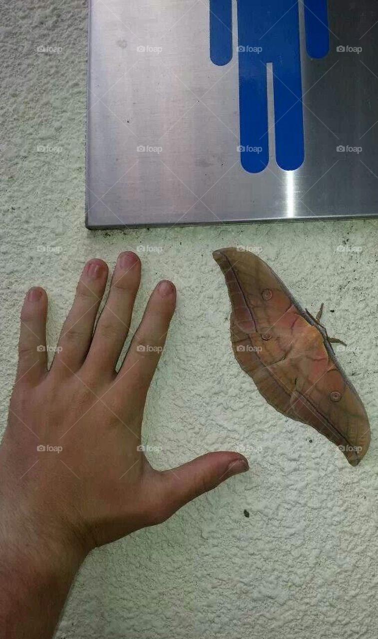 Huge moth, in Okinawa