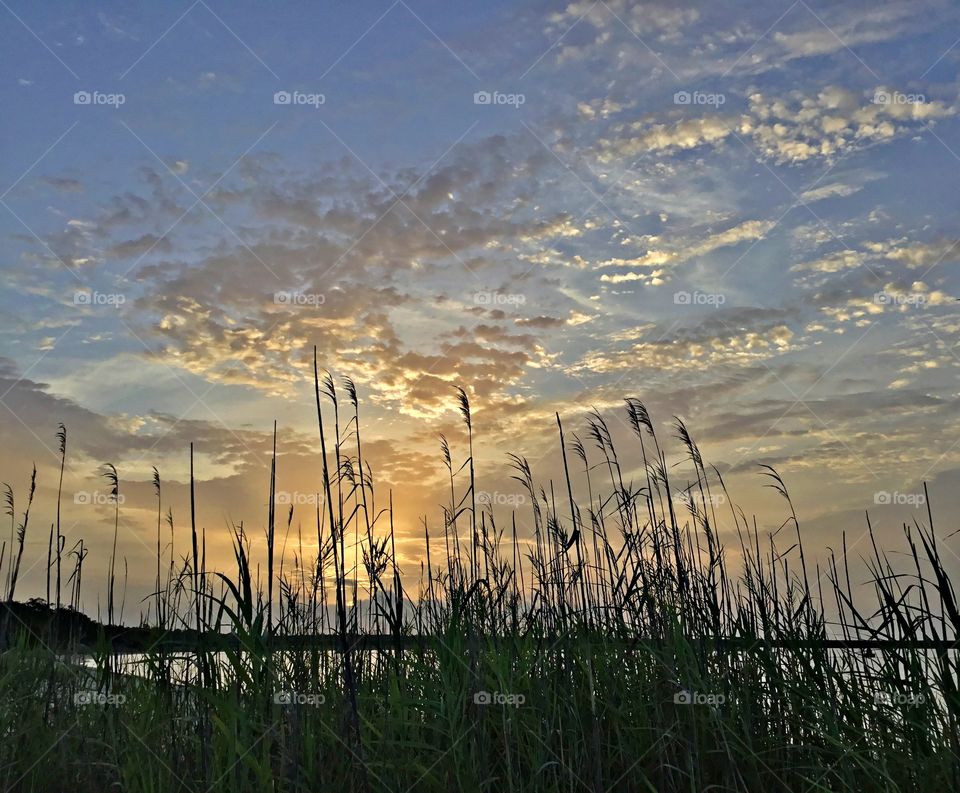 Sea oats in the sunrise - Sunrise over the ocean - One thing I love most about sunrise, is how it resembles hope and the promise of adventure.