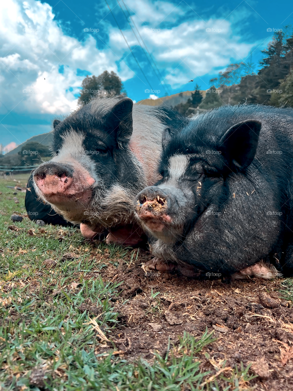 Mini Pigs tomando el sol del atardecer 