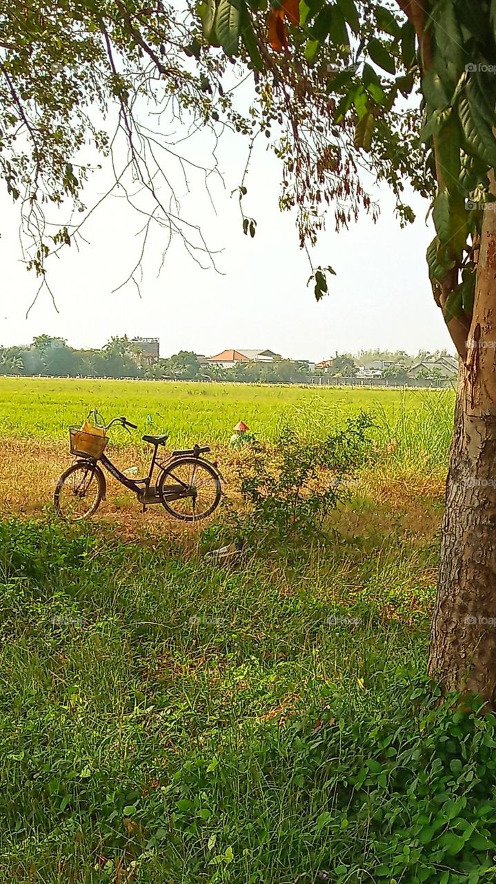 rice fields