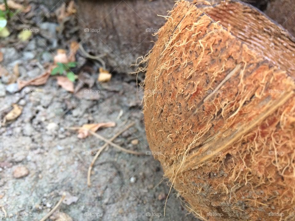A coconut shell of sri lanka