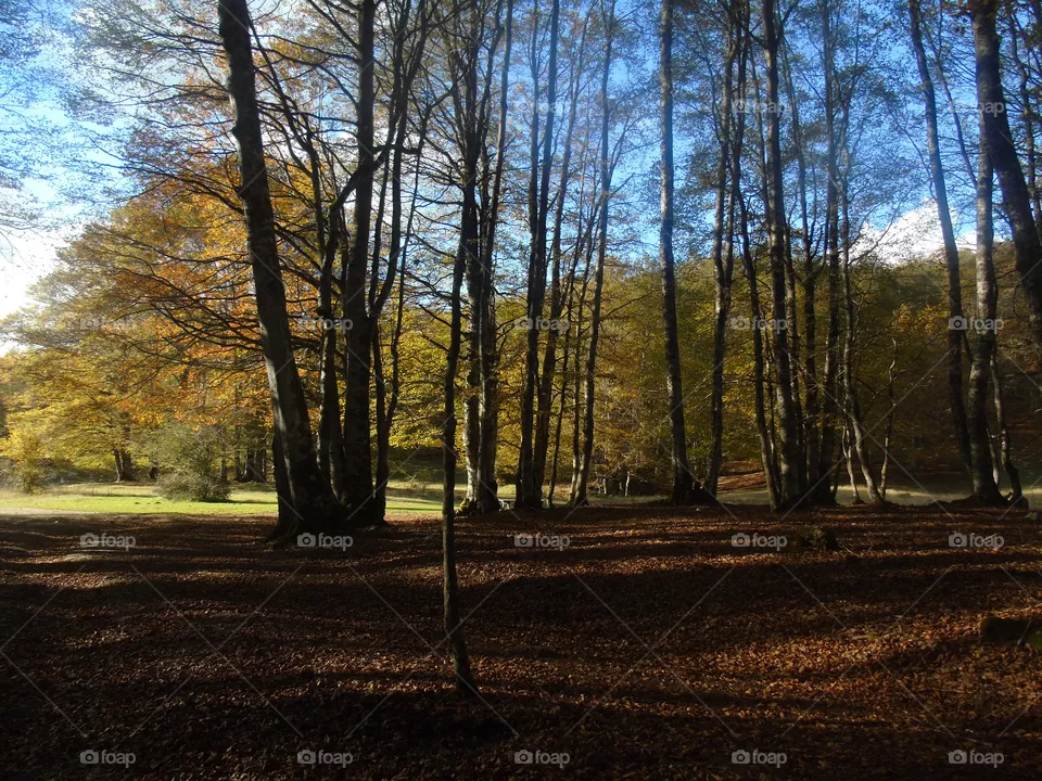 Park
