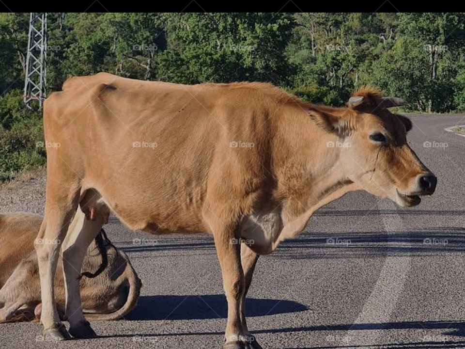 cow  vs brown