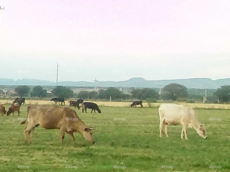 paseando ala tranquilidad de la tarde