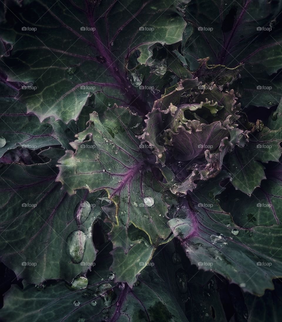 Nature cabbage Flow Drops
Color