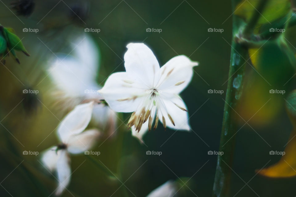 Close-up of a white flower