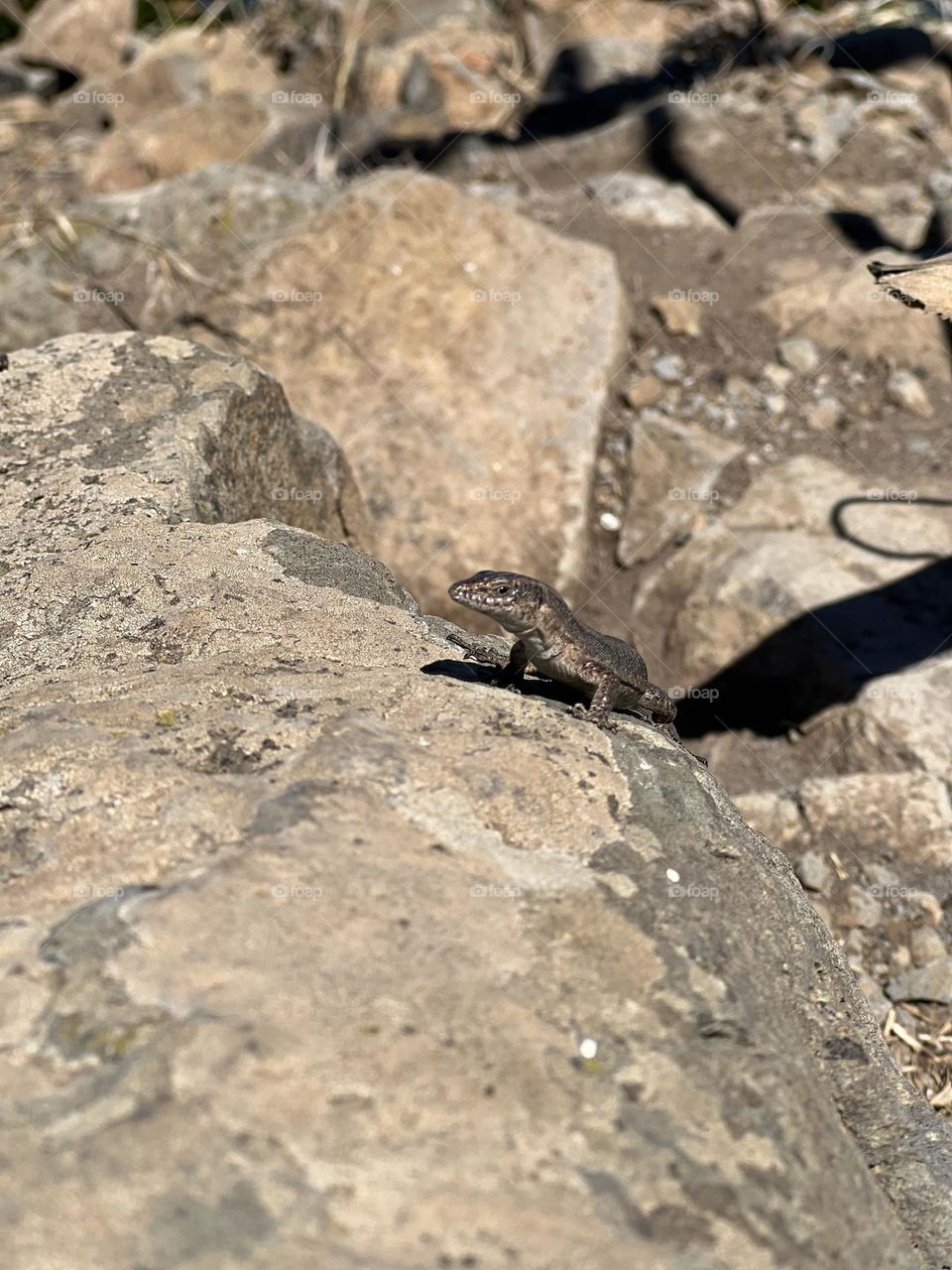 Lizard looking for food