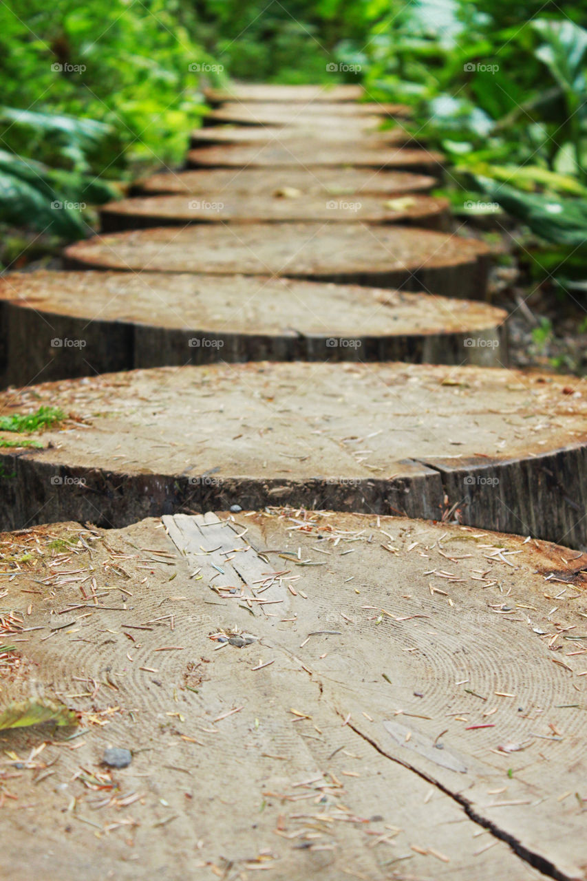 A path made of tree stumps