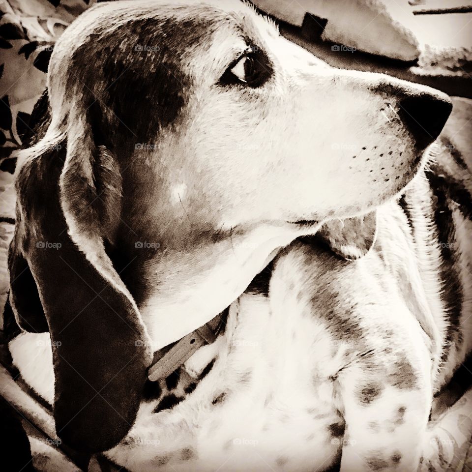My Basset hound in profile
