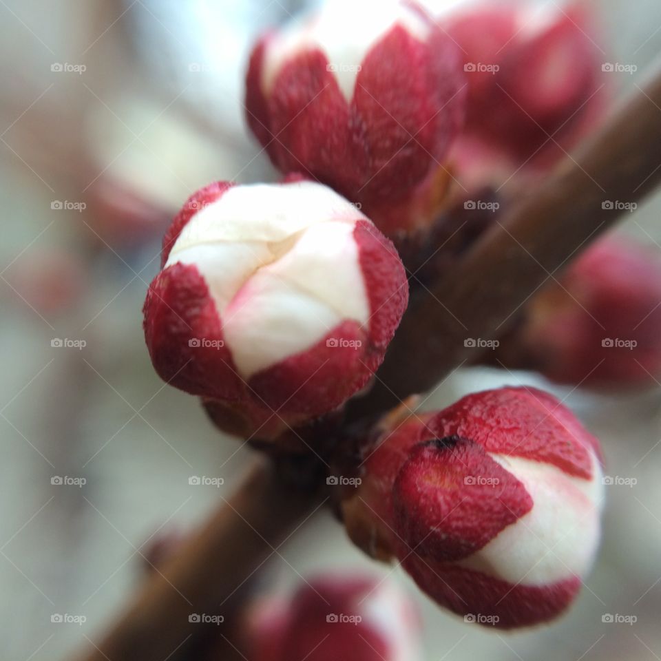 No Person, Nature, Flower, Fruit, Winter