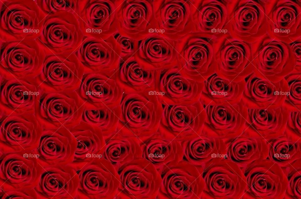 Roses background