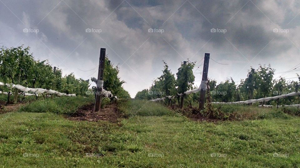 Late afternoon at Linganore. photo of MD vineyard after enjoying a festival there