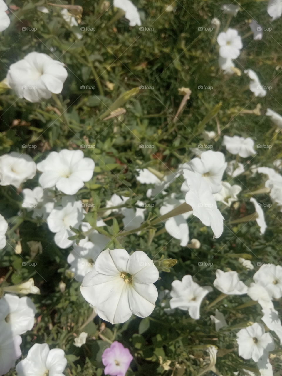 white flowers