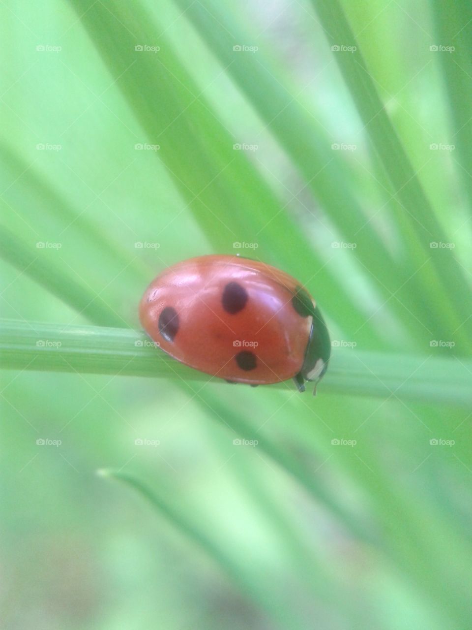 Ladybug, Insect, No Person, Beetle, Nature