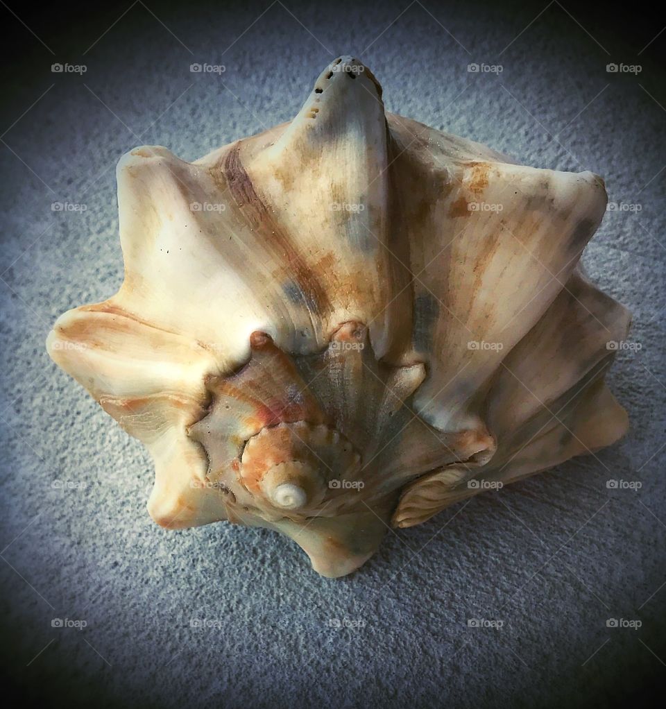 Seashell 