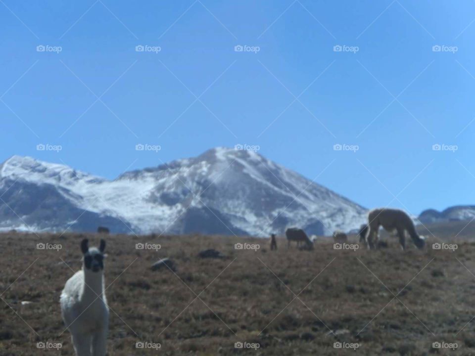 Bolivian Valleys. On the way to Huyana Potosi climb