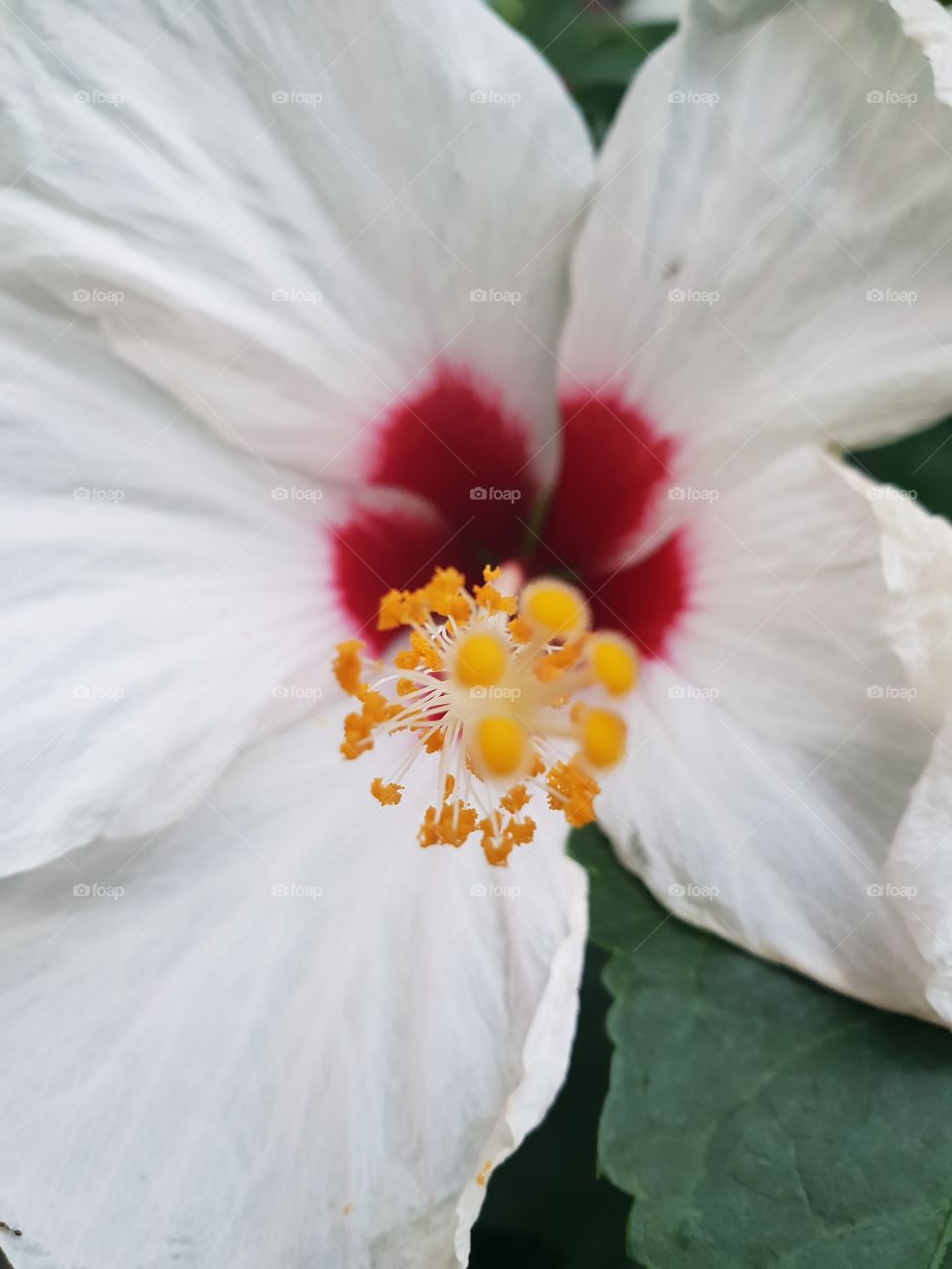 whit hibiscus