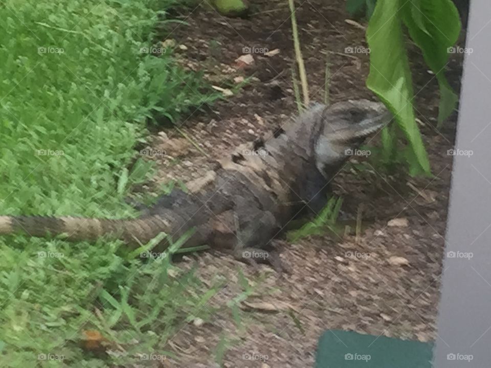 Iguana in Cancun
