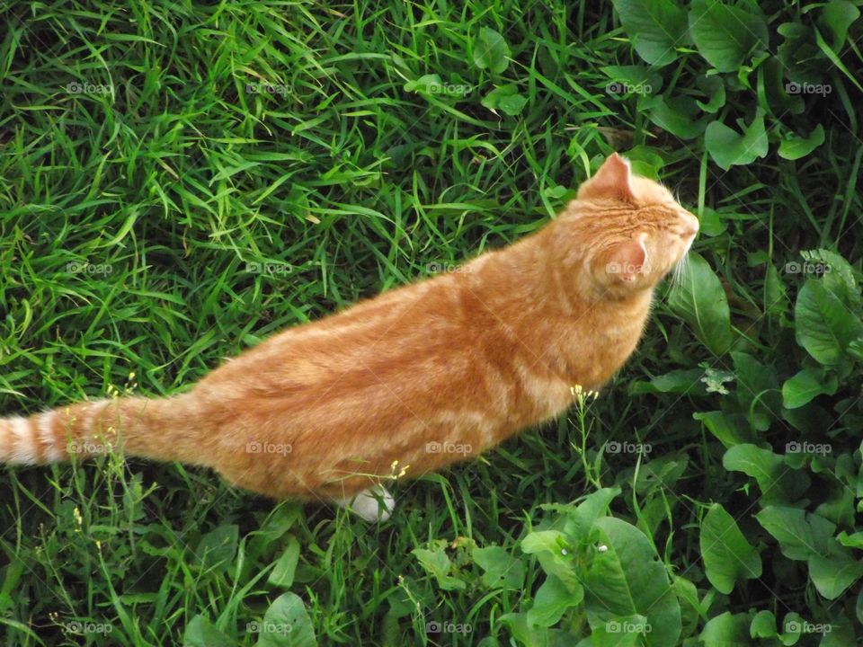 Cat in the grass