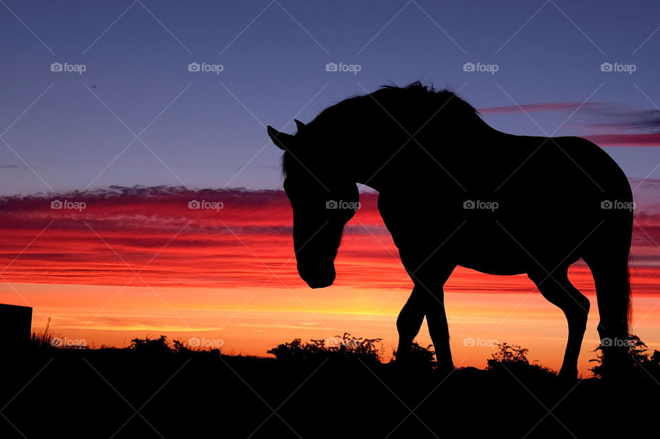 Horse silhouette in sunset 