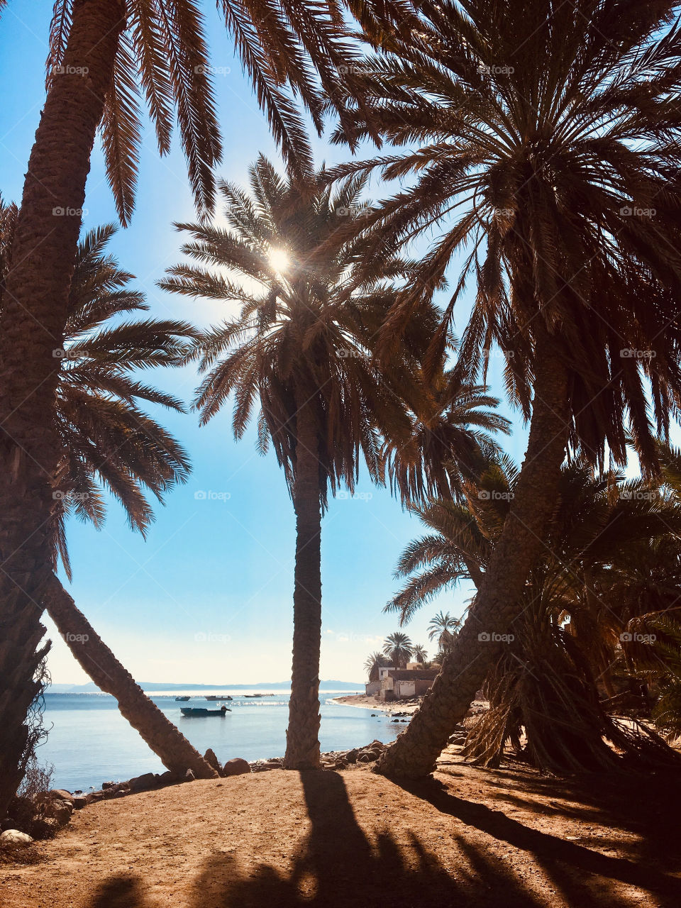 Sun in the Palms 