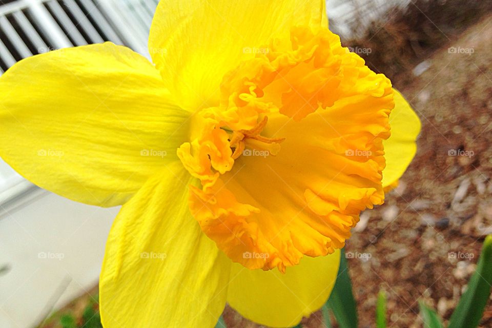 Daffodil . Bright yellow daffodil in garden in Springtime (Massachusetts USA)