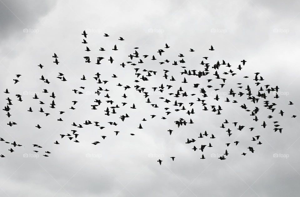 Sparrows flying in the sky