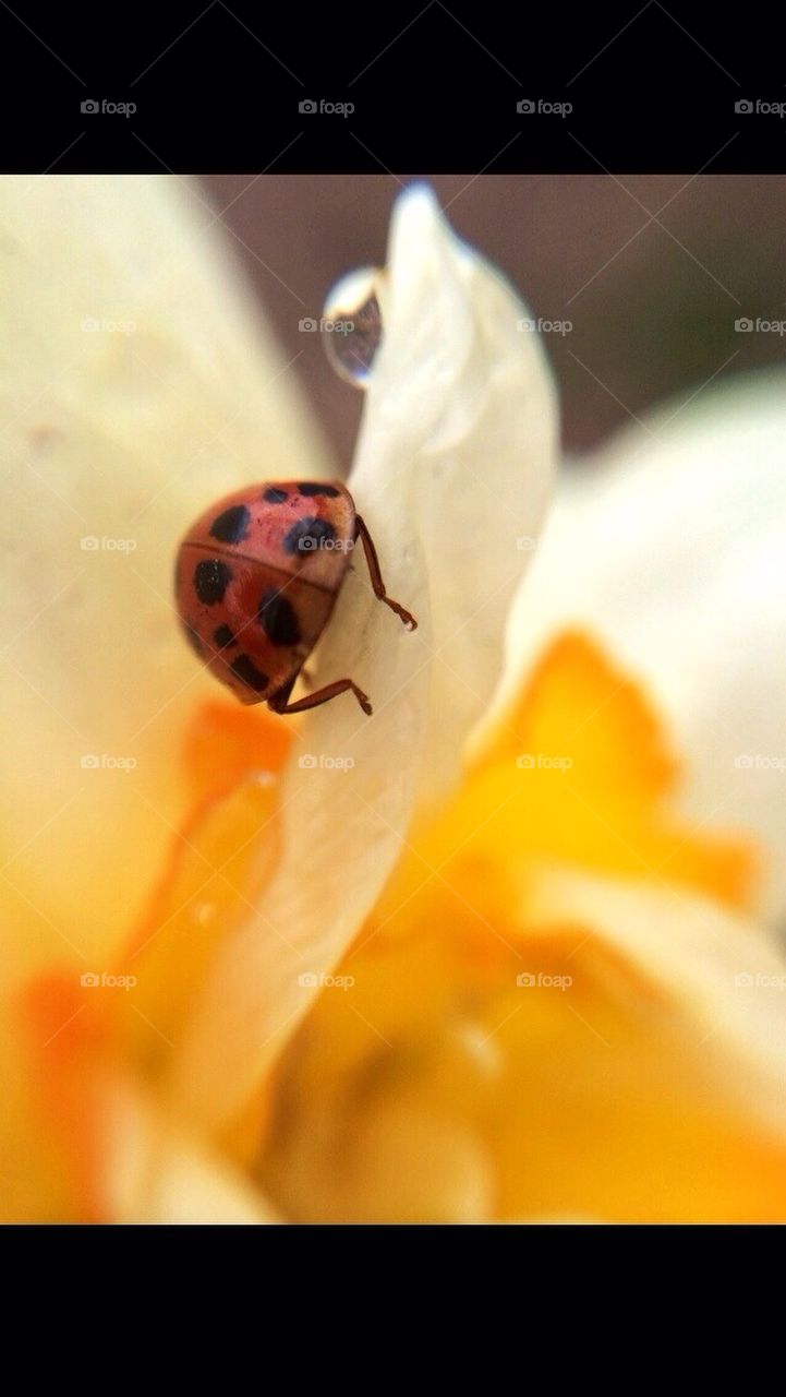 Ladybug3
