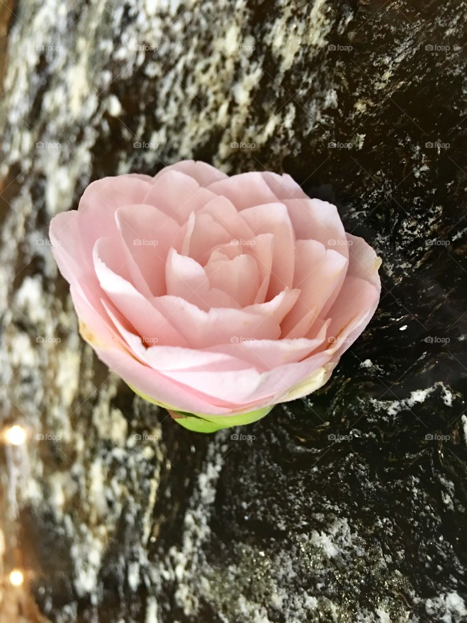 A beautiful rose early spring in Portland Oregon