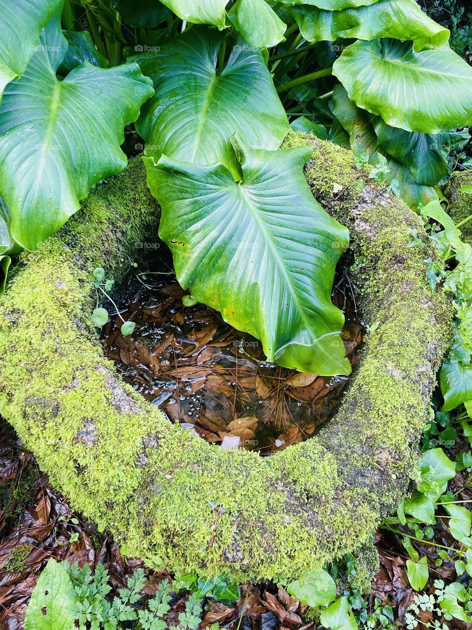 Bebedouro para os animais na casa da minha avó. Com o tempo, a natureza tomou conta.
Lugar cheio de histórias e memórias.