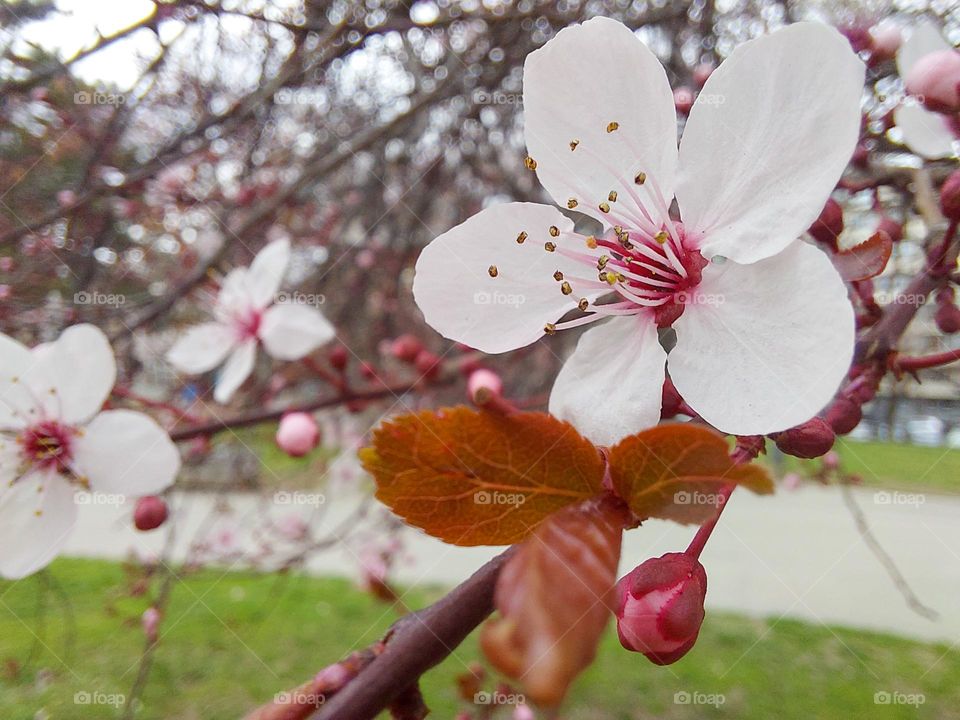 Red cherry bark tree blooming