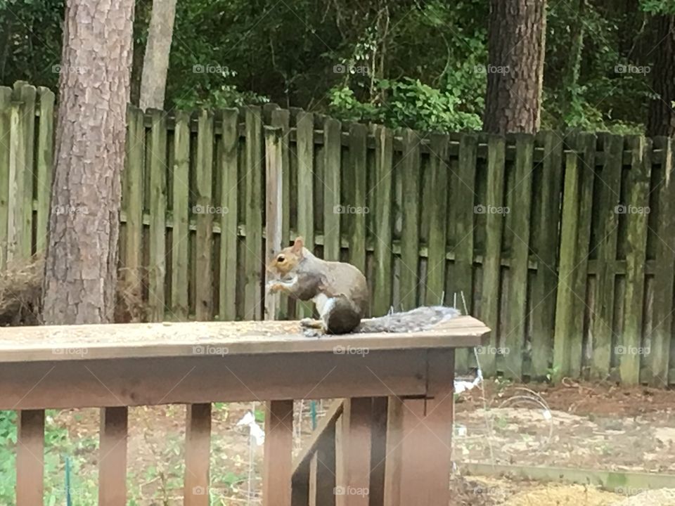 Squirrel having a snack on the porch railing