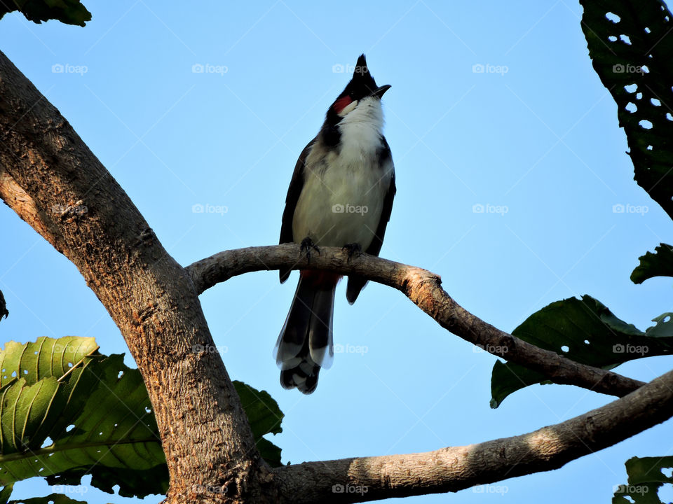 Red-whiskered Bulbul